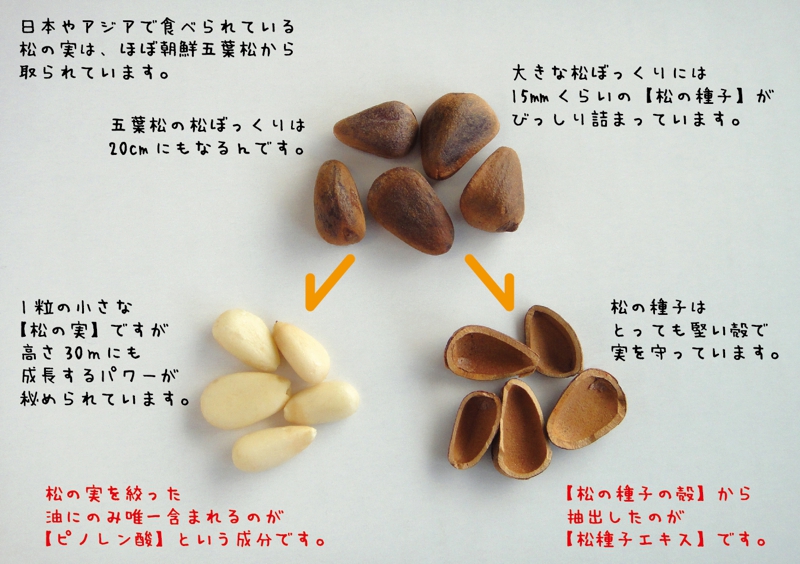 五葉の松 SPN サプリ バリアフーズ