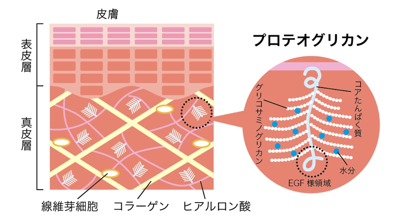 プロテオグリカン 効果