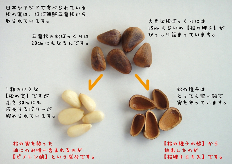 松の種子エキスｓｐｎスパン 松の実オイルサプリ 酵素の日本三晶製薬株式会社 Food Division